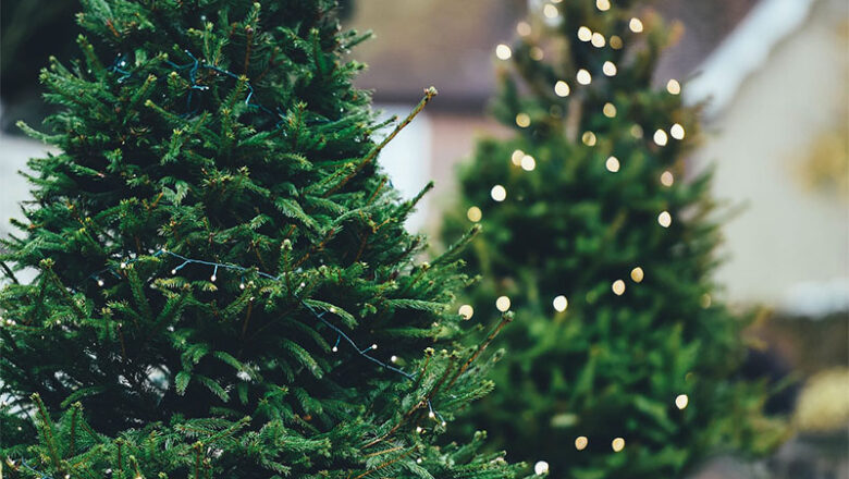 Hameln: Stadt holt wieder Weihnachtsbäume ab