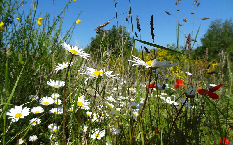 Wann Wildpflanzen in freier Natur gepflückt werden dürfen – und wann nicht.