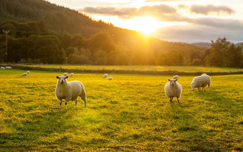 Die Blauzungenkrankheit (BT) ist eine Viruserkrankung bei Wiederkäuern wie Schafen, Ziegen, Rindern, Alpakas und Lamas und Wildwiederkäuern.