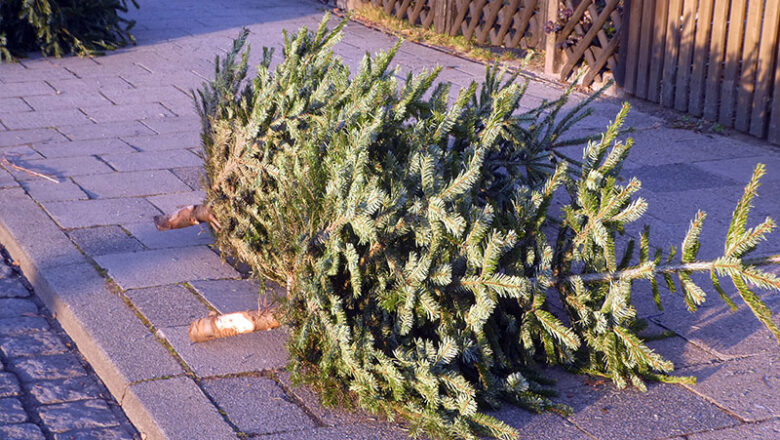 Stadt holt Weihnachtsbäume ab