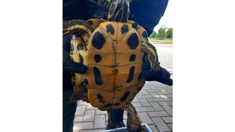 Eigentümer einer Fundschildkröte gesucht