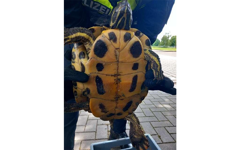 Am Samstagnachmittag (07.06.2025), gegen 13:30 Uhr, wurde durch eine Hamelnerin im Tönebönweg in Hameln eine Schildkröte aufgefunden.