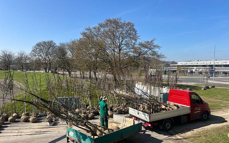 Riesige Nachfrage trifft auf neues Angebot: Nicht einmal ein Jahr ist es her, dass die Stadt Hameln die Aktion „Klimabäume“ ins Leben gerufen hat.