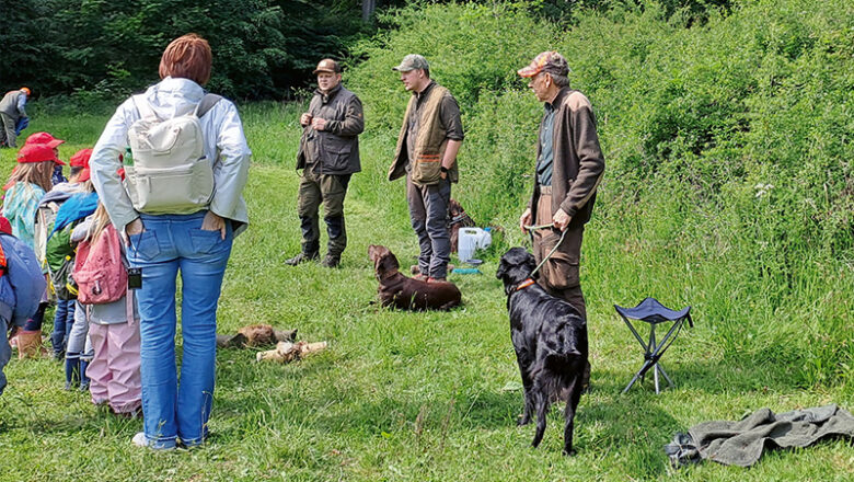 Tag im Wald